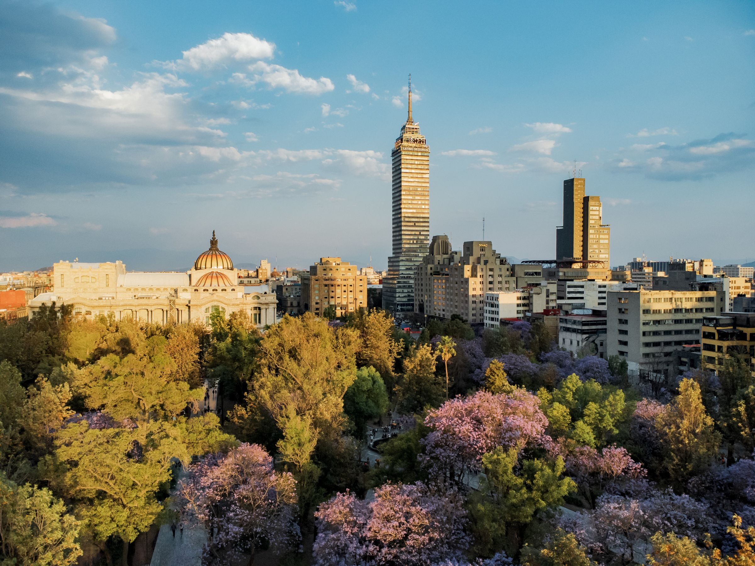 A city park in golden light, with flowering jacaranda trees, a domed historic building and a tall tower rising above the skyline.